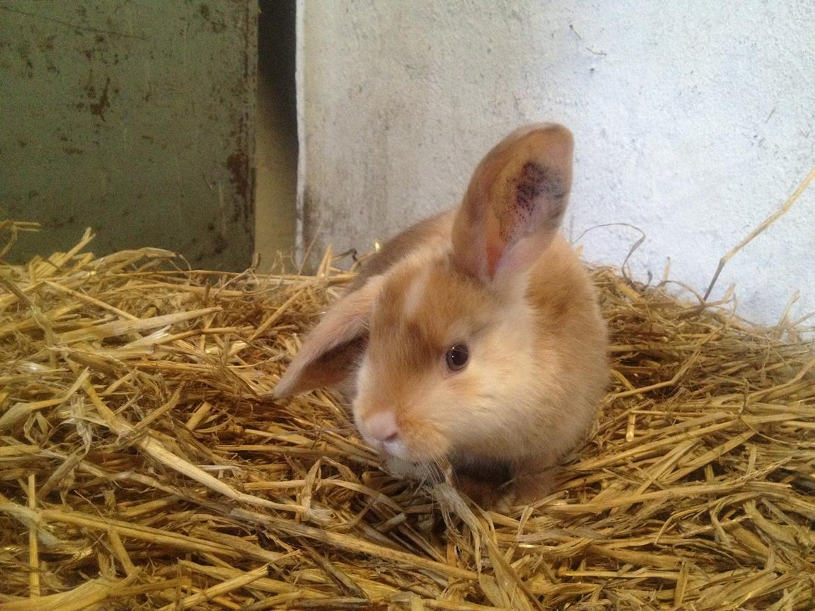 Kanin Stampes? .. - Satin rb DV billede 15