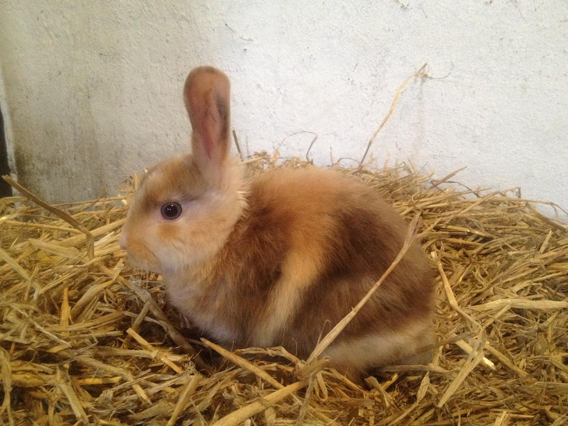 Kanin Stampes? .. - Satin rb DV billede 16
