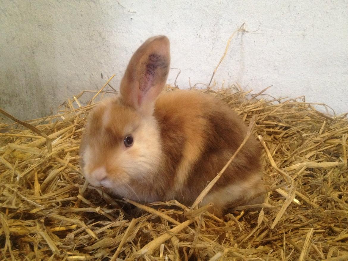 Kanin Stampes? .. - Satin rb DV billede 17