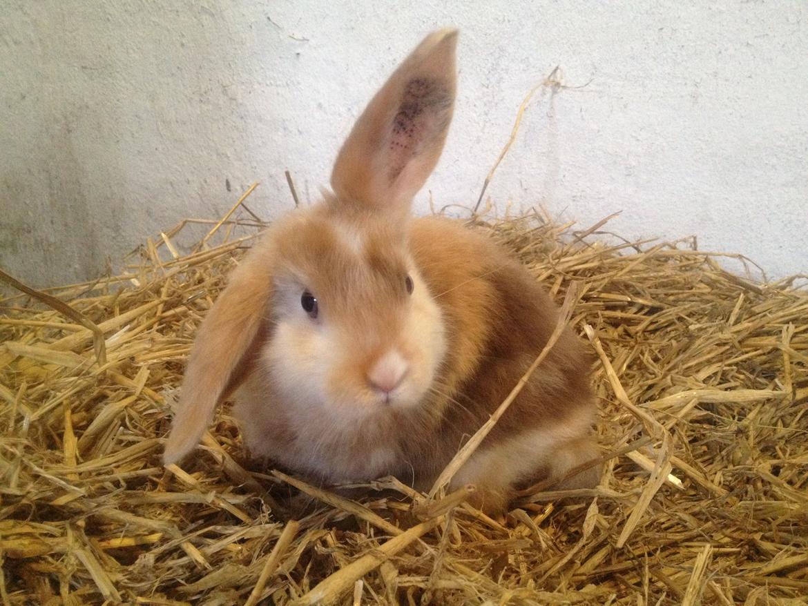 Kanin Stampes? .. - Satin rb DV billede 1