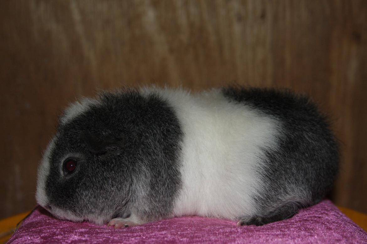 Marsvin Pixie von Firkløver billede 3