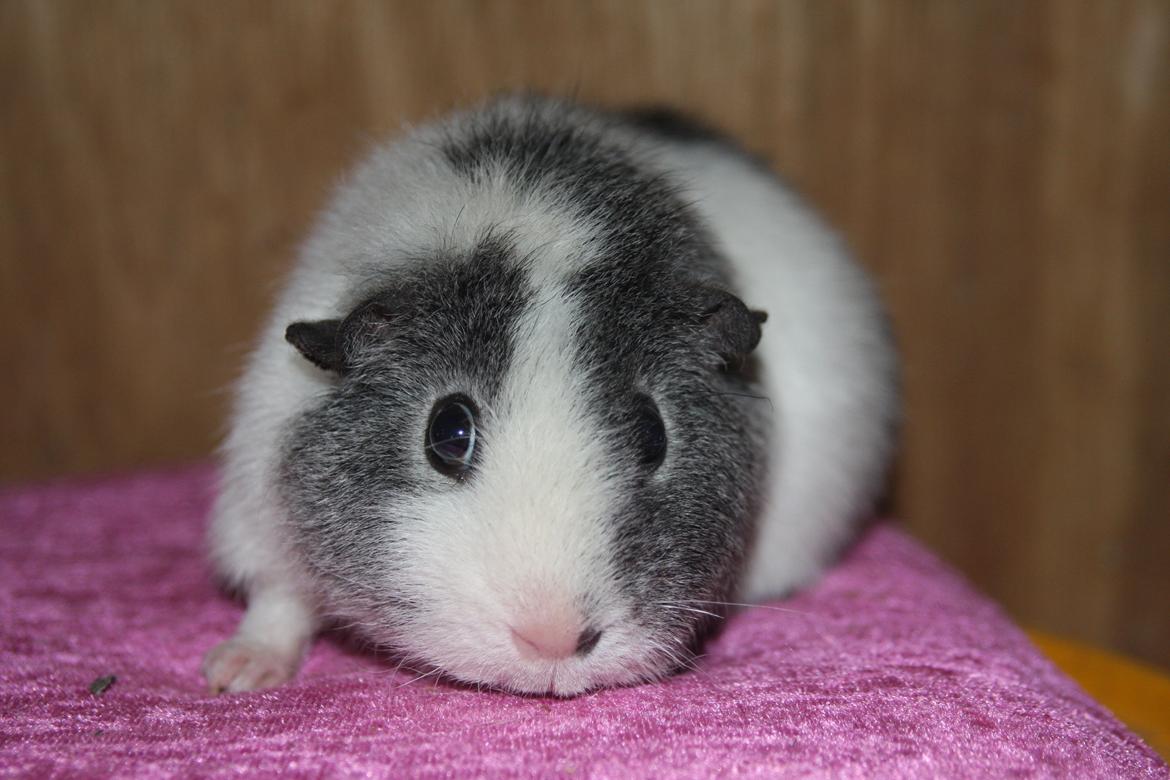 Marsvin Pixie von Firkløver billede 1