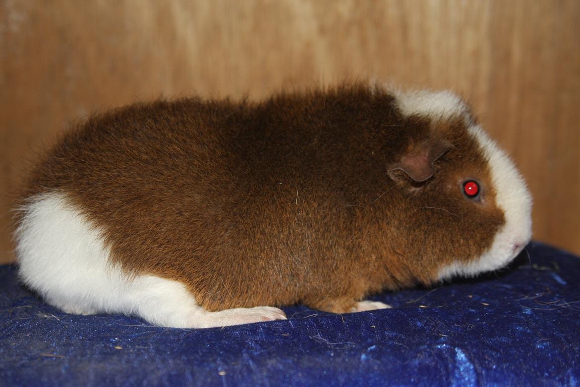 Marsvin Goldengate Umpire billede 4