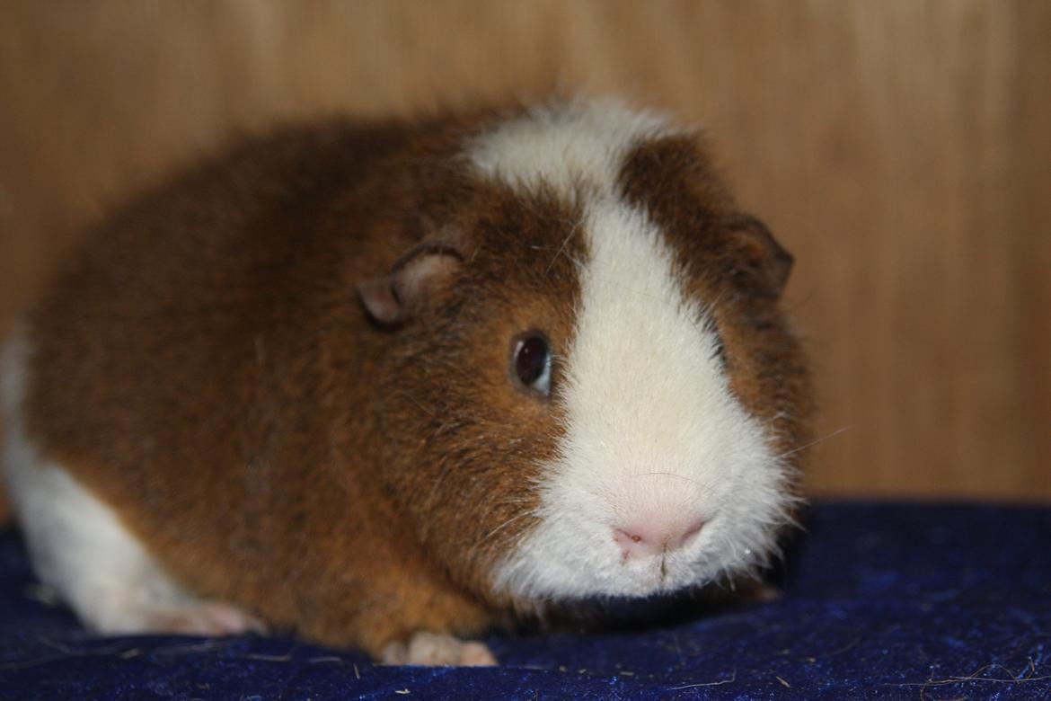 Marsvin Goldengate Umpire billede 3