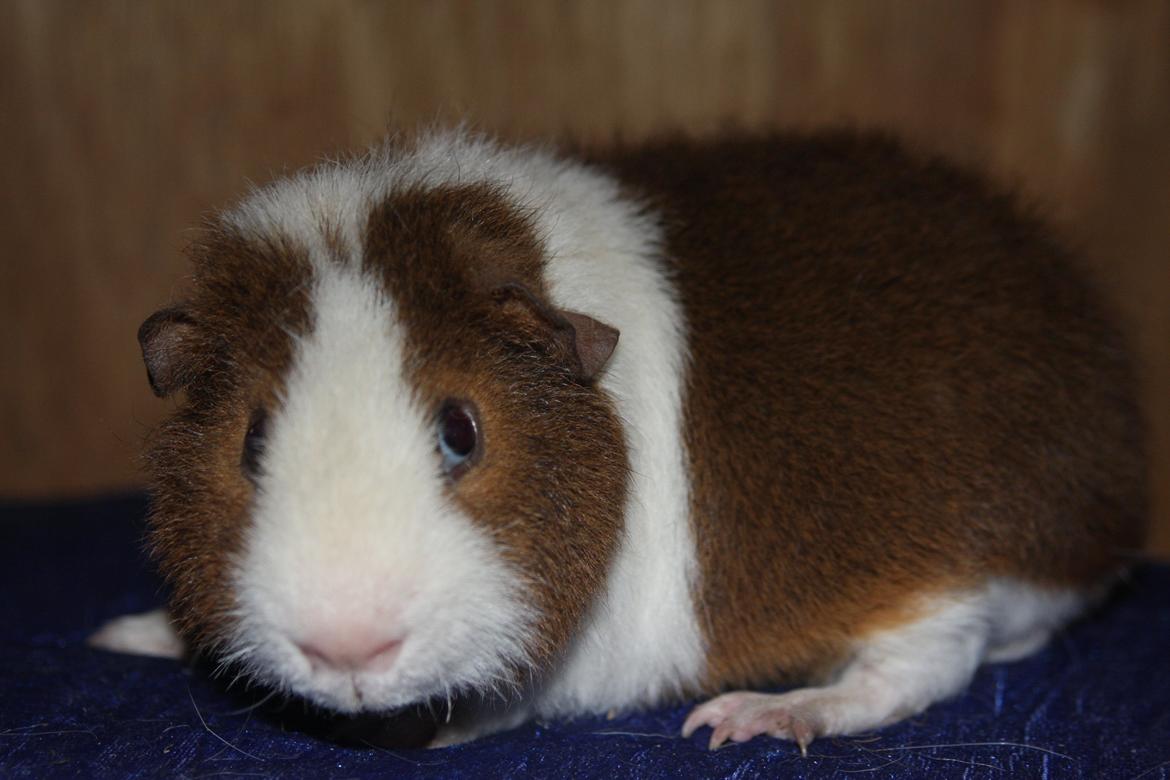 Marsvin Goldengate Umpire billede 5