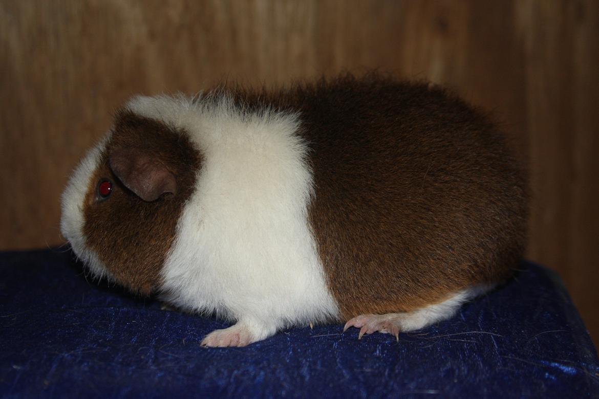 Marsvin Goldengate Umpire billede 2