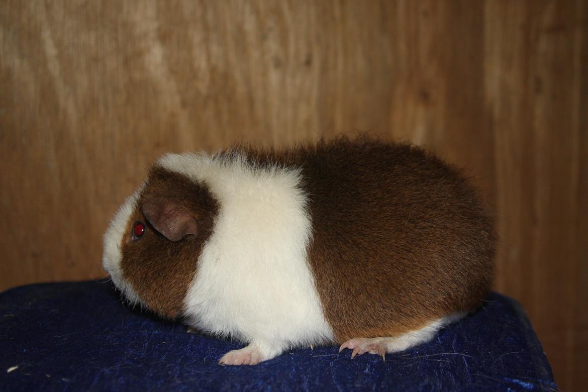 Marsvin Goldengate Umpire billede 6