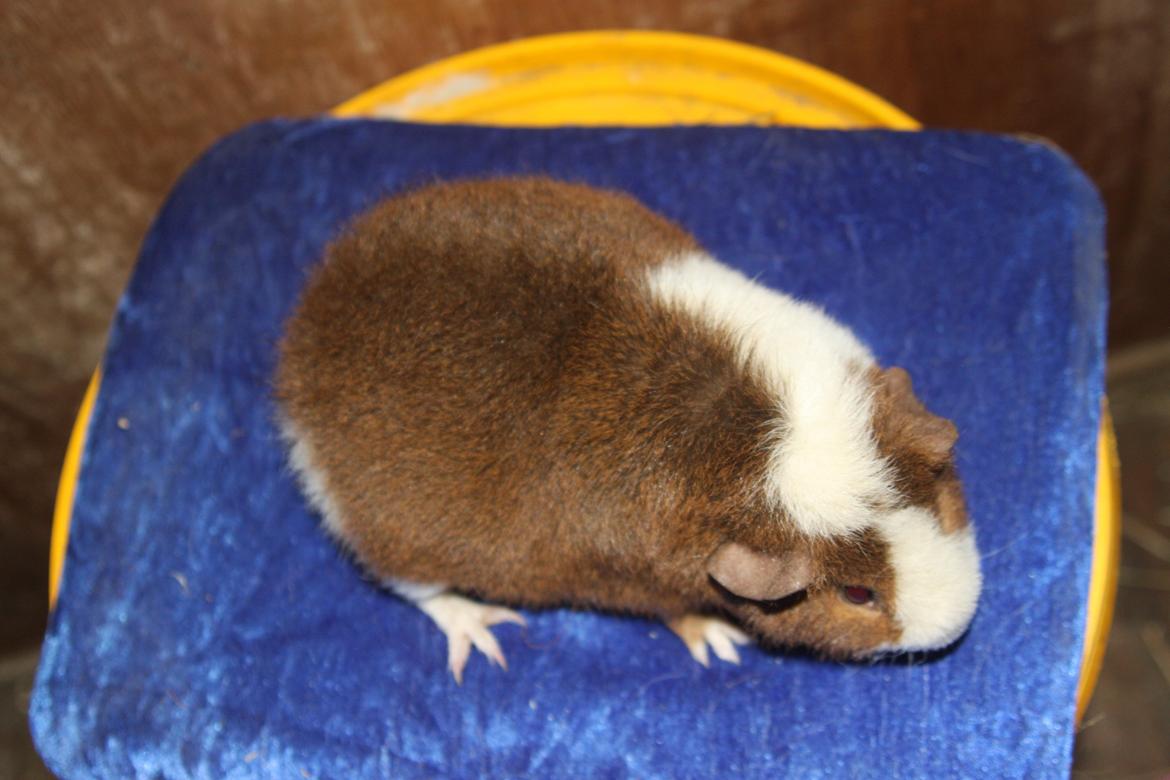 Marsvin Goldengate Umpire billede 7