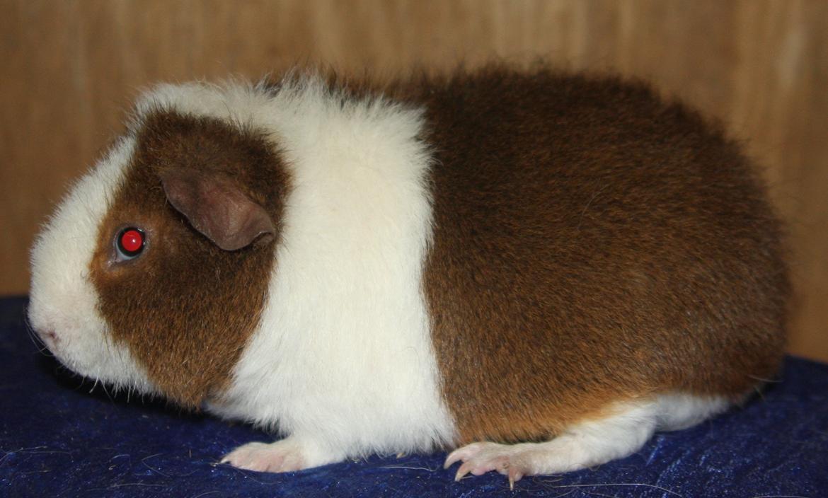 Marsvin Goldengate Umpire billede 8