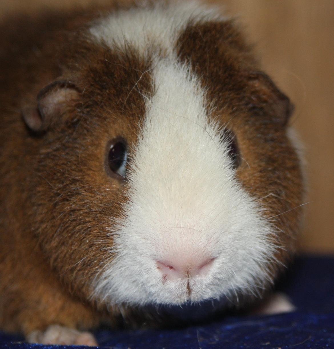 Marsvin Goldengate Umpire billede 1