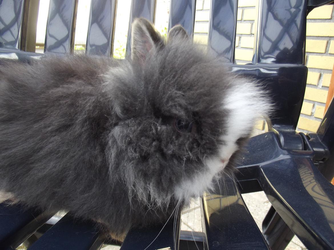 Kanin UniKin's Elisha Chewa Naipé billede 2