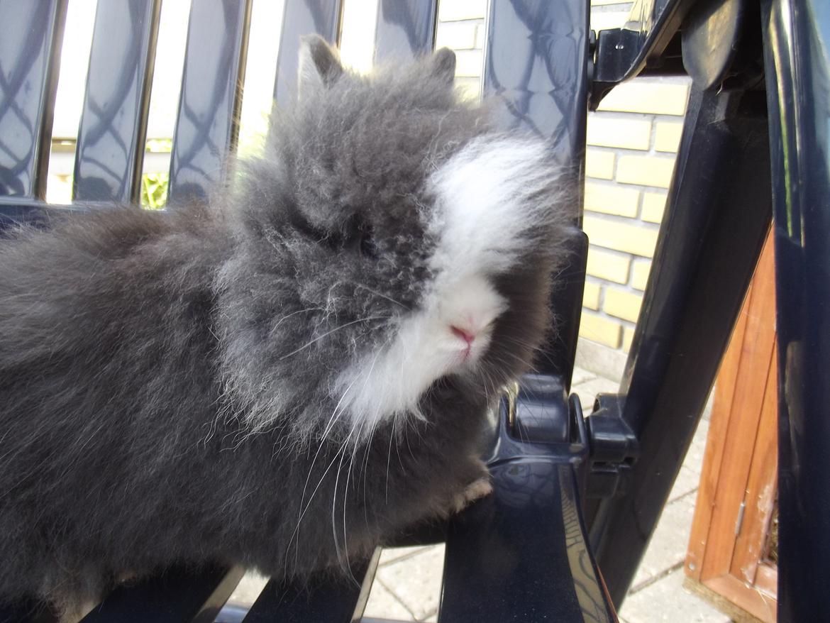 Kanin UniKin's Elisha Chewa Naipé billede 3