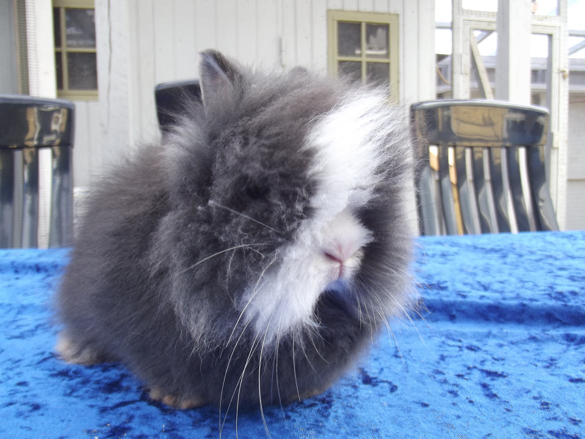 Kanin UniKin's Elisha Chewa Naipé billede 4