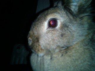 Kanin tulle billede 2