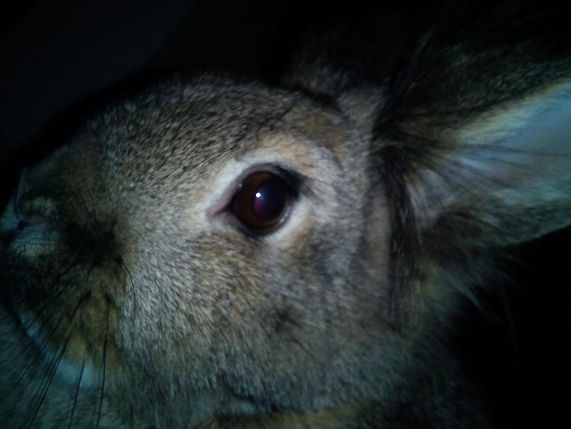 Kanin tulle billede 3