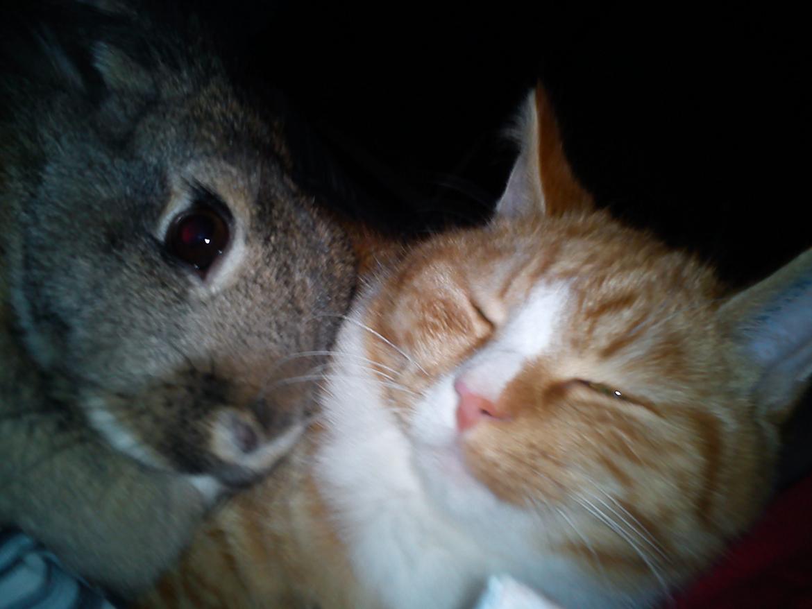 Kanin tulle billede 5