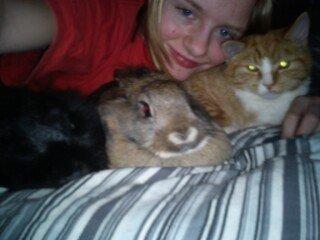 Kanin tulle billede 6