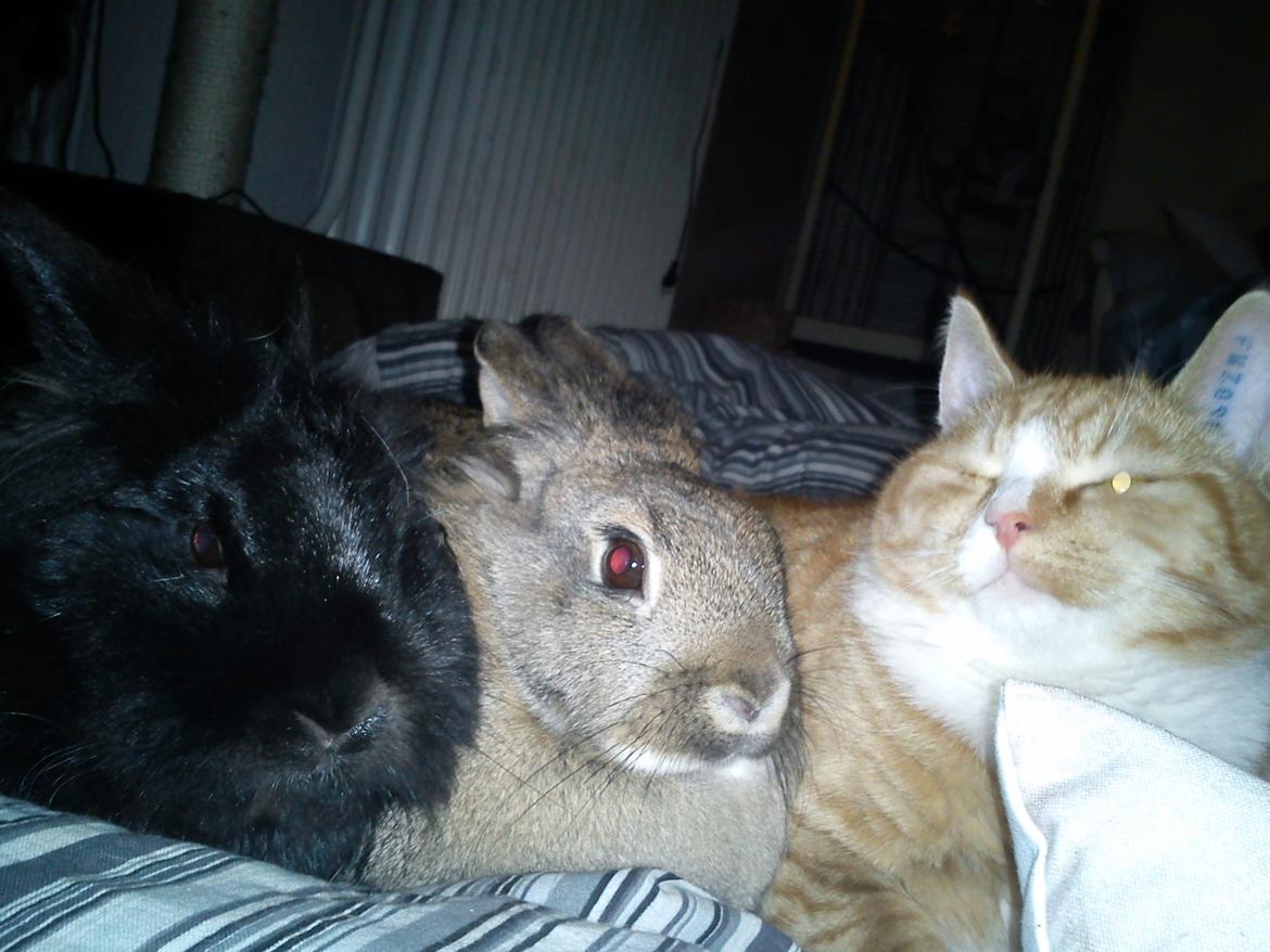 Kanin blackie billede 1