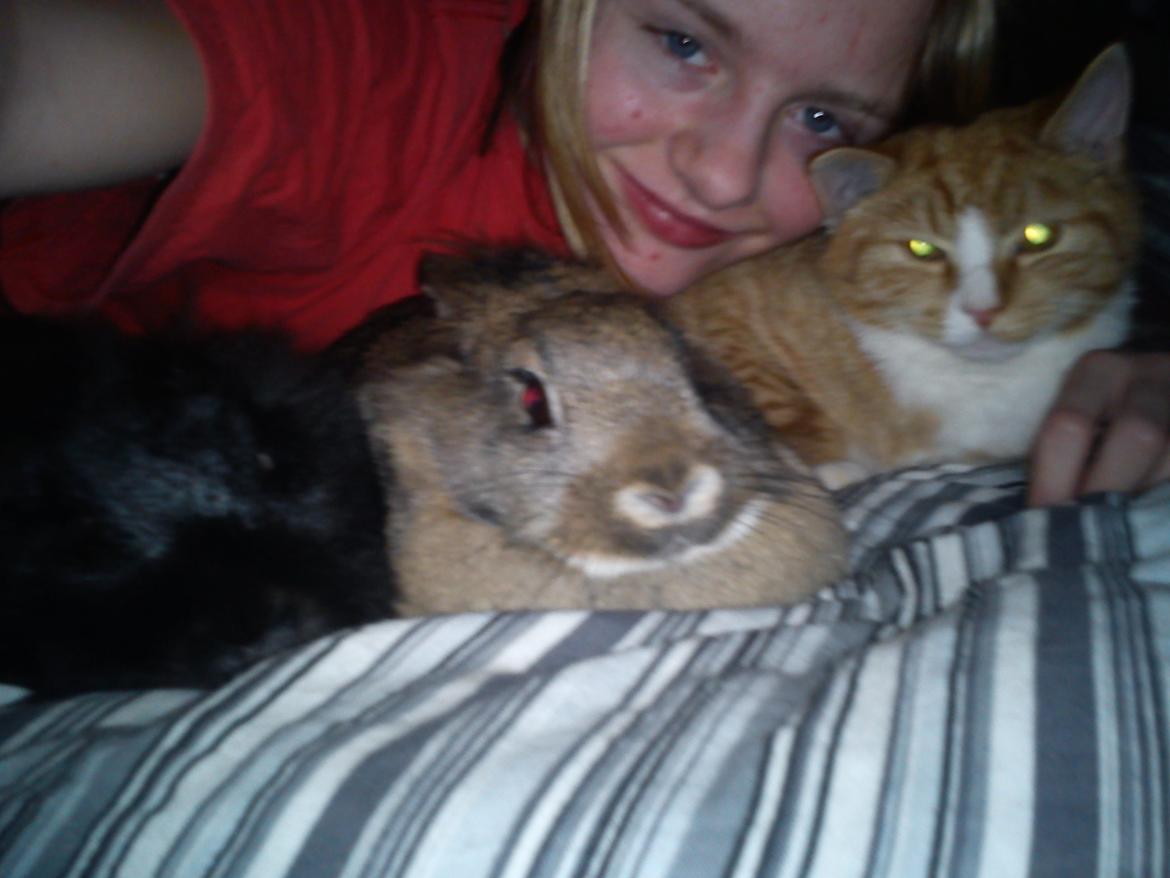 Kanin blackie billede 2