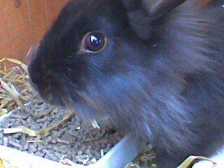 Kanin blackie billede 3