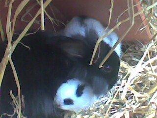 Kanin blackie billede 4