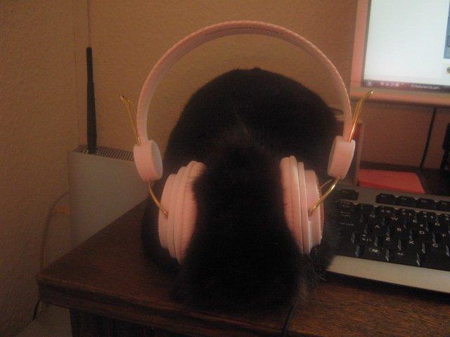 Kanin blackie billede 5