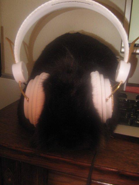 Kanin blackie billede 6