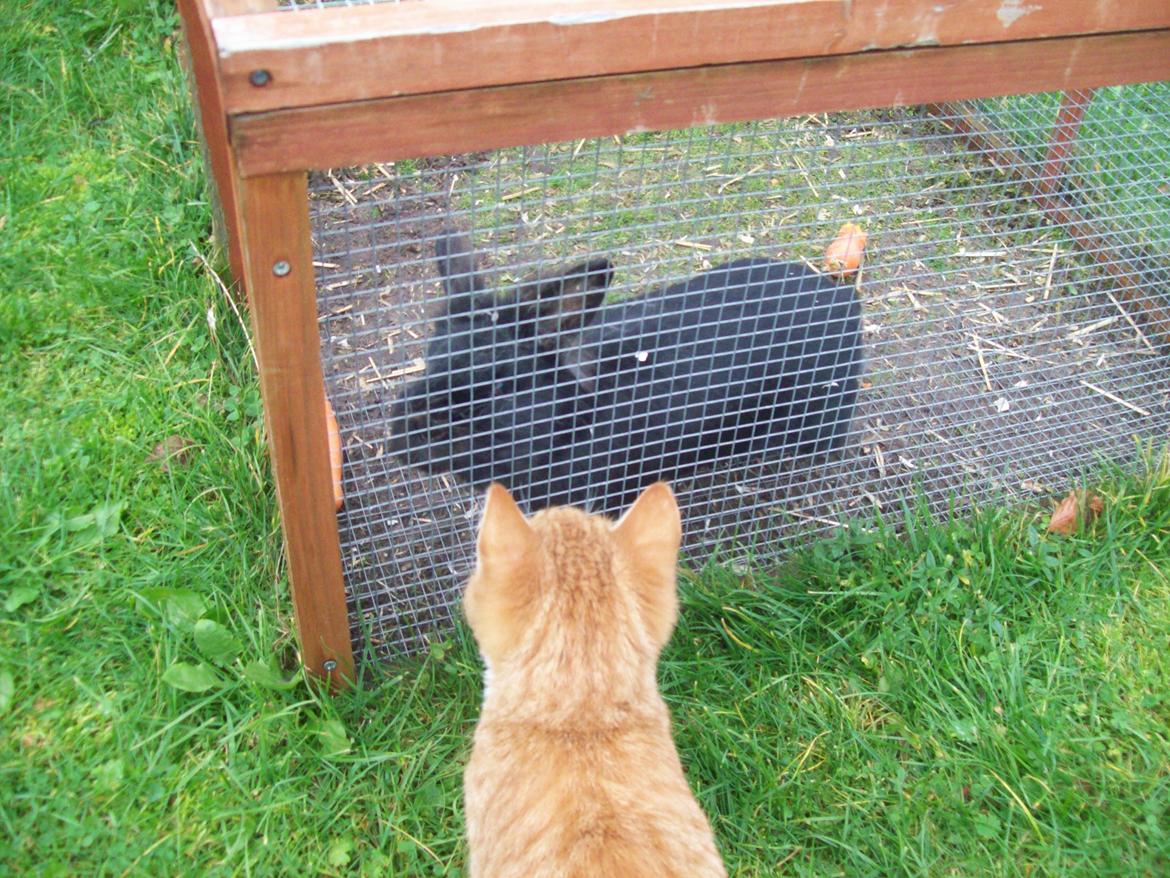 Kanin blackie billede 7