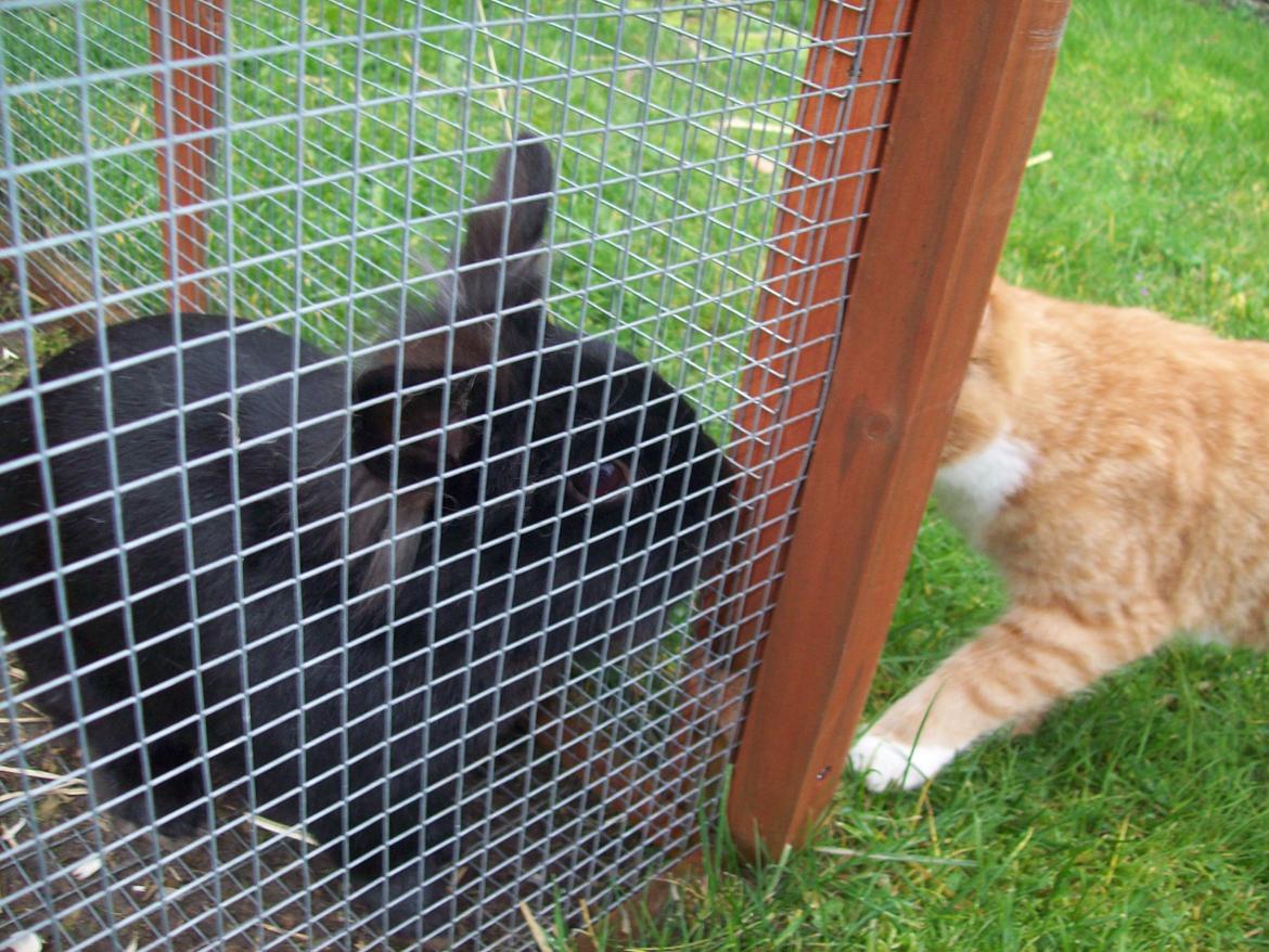 Kanin blackie billede 8