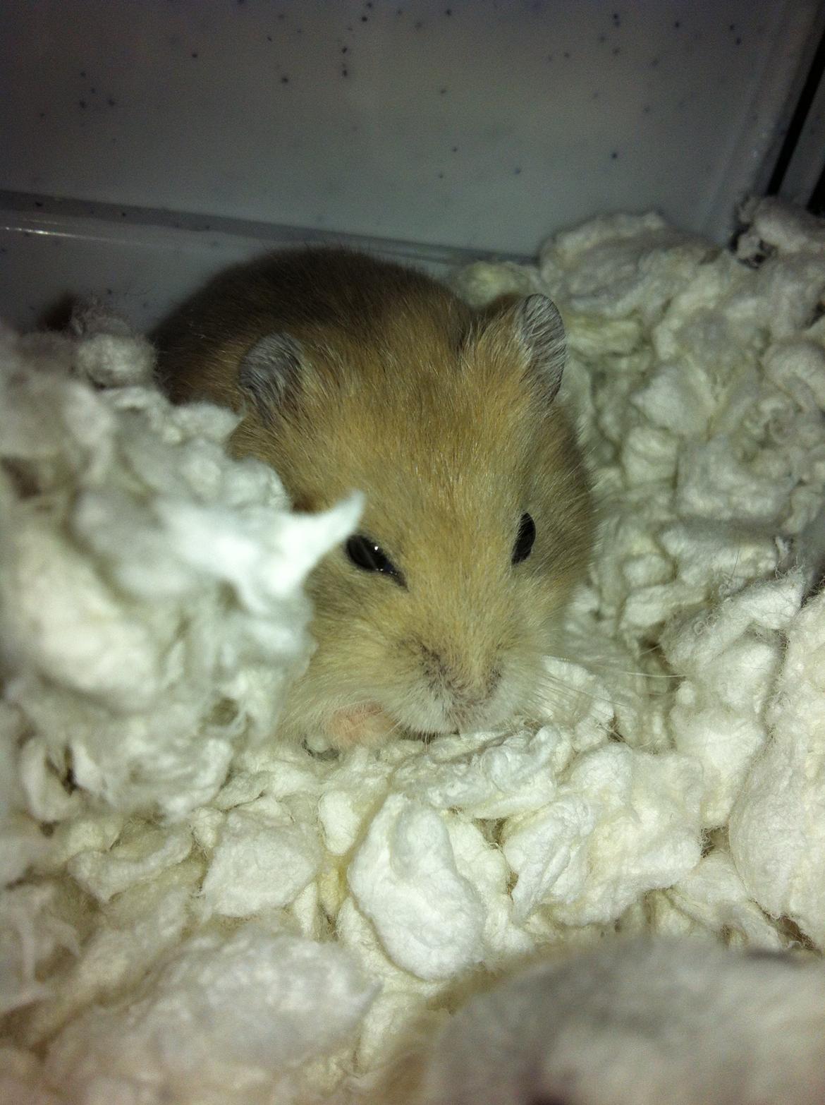 Dværghamster Michael 'Jackson' billede 11
