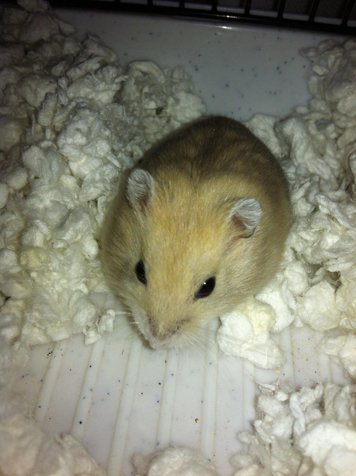 Dværghamster Michael 'Jackson' billede 12