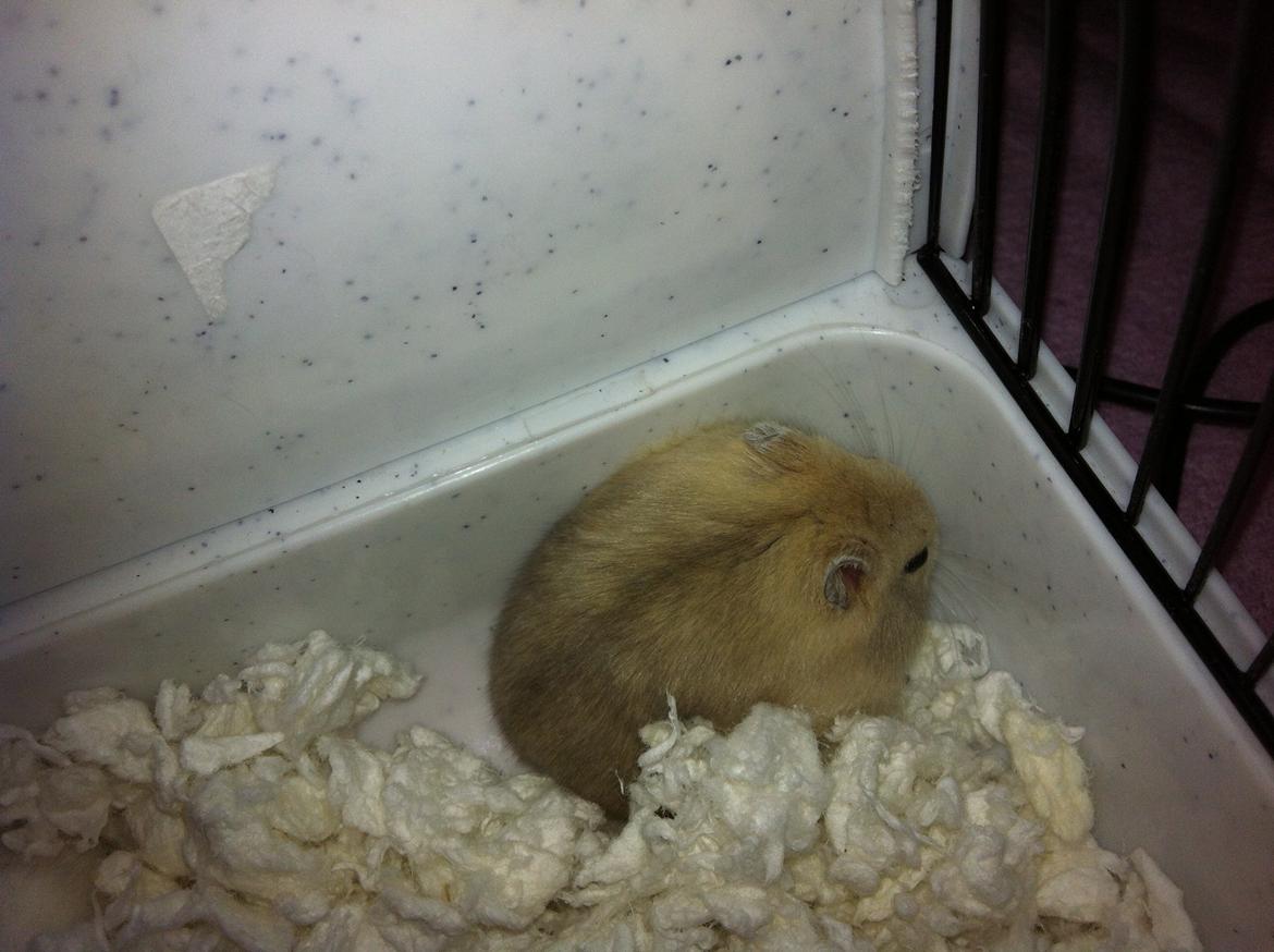 Dværghamster Michael 'Jackson' billede 13