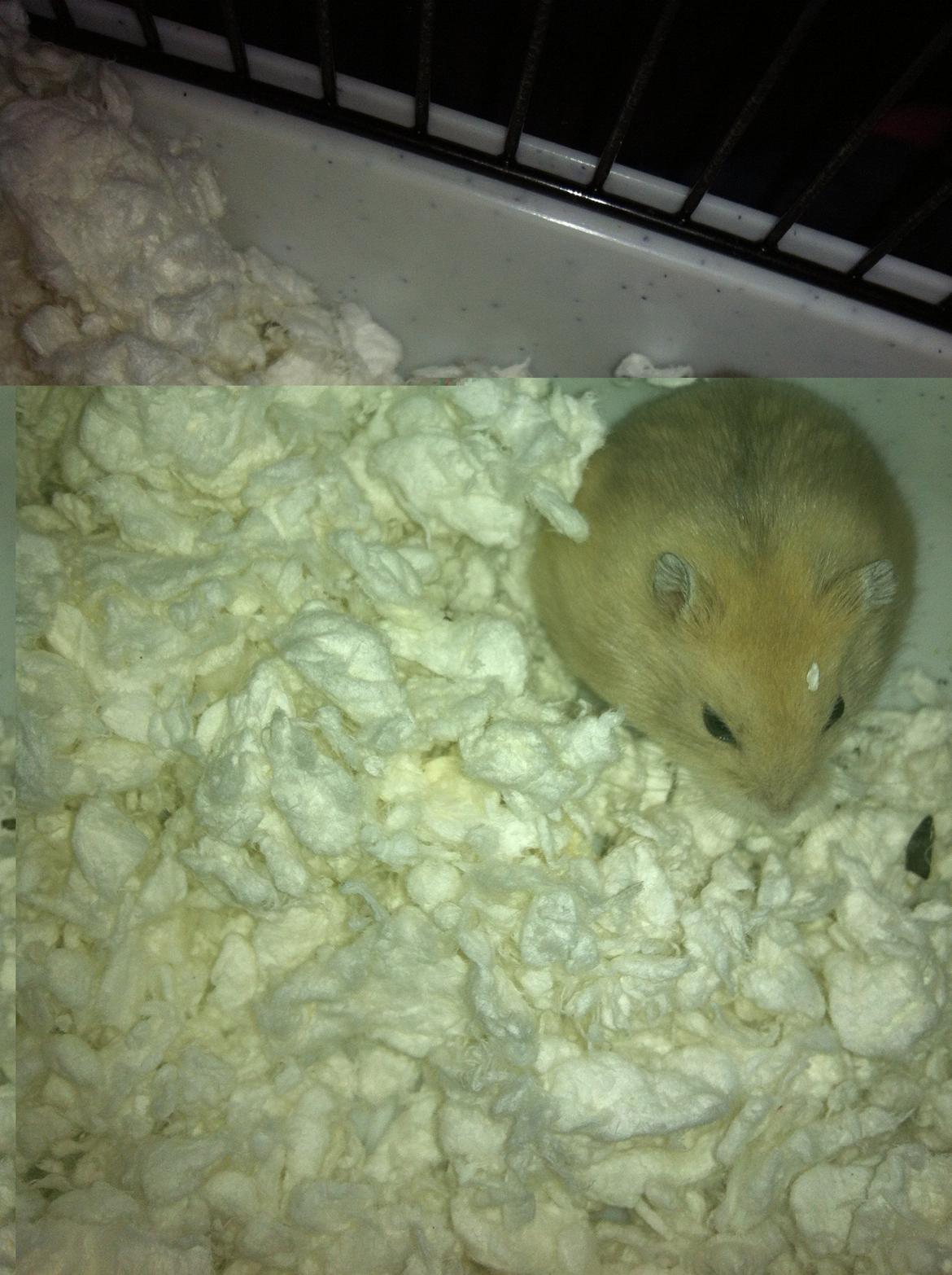 Dværghamster Michael 'Jackson' billede 14