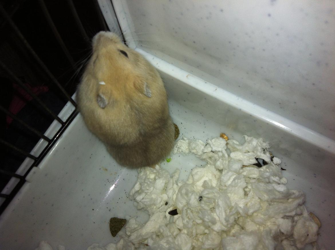 Dværghamster Michael 'Jackson' billede 15