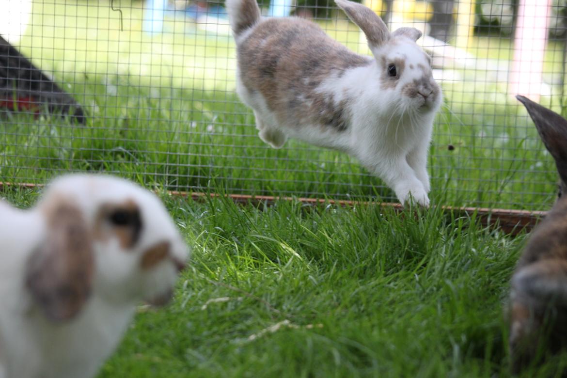 Kanin Zachos Beutiful Baby - HOP!:D Fotograf:Nanna Christesen. billede 1