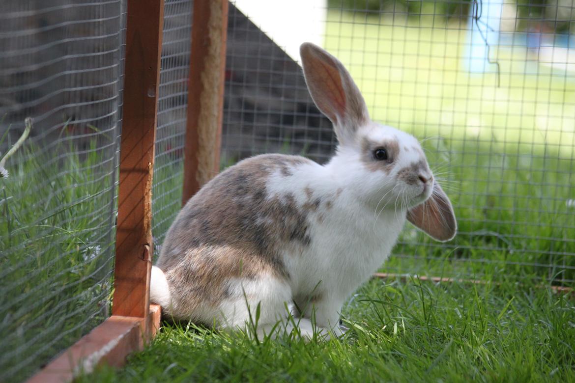 Kanin Zachos Beutiful Baby billede 9