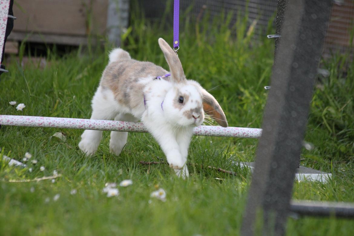 Kanin Zachos Beutiful Baby billede 2