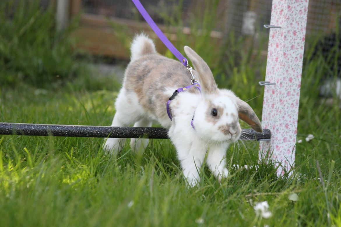 Kanin Zachos Beutiful Baby billede 10