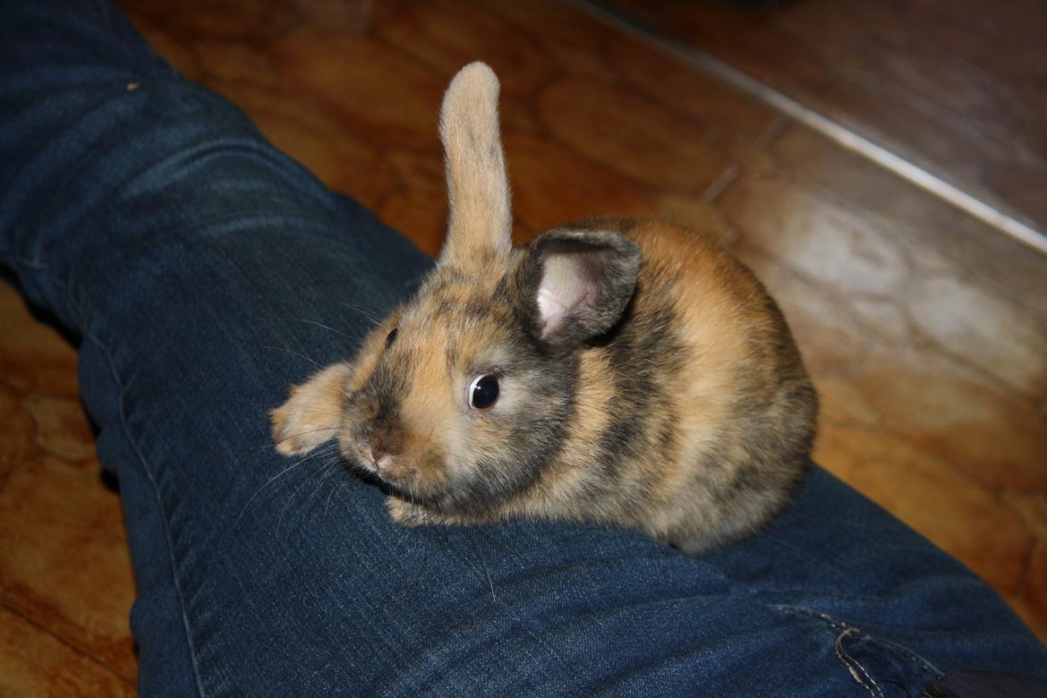 Kanin Stald winther`s Golden Bunny. <3 billede 2