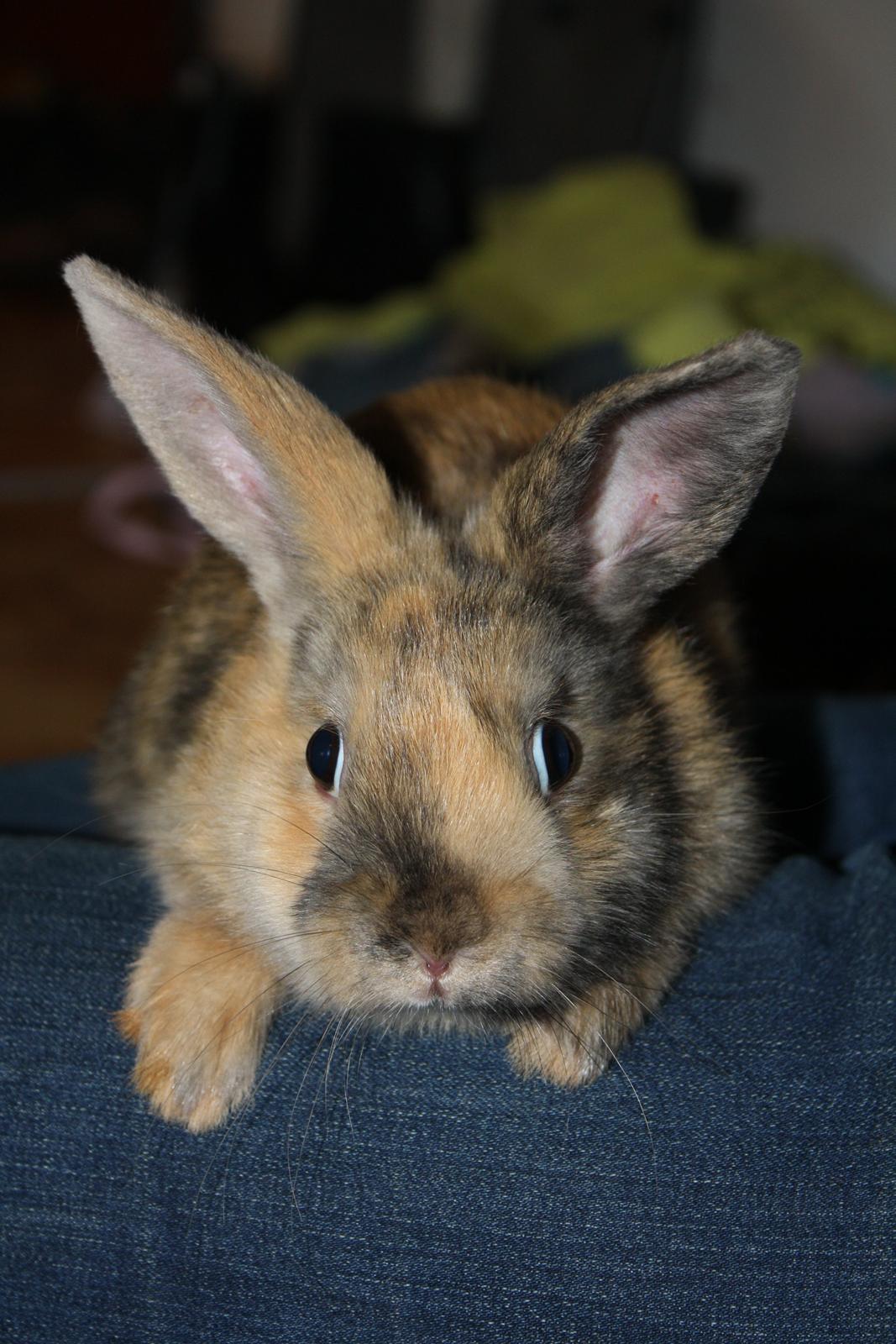 Kanin Stald winther`s Golden Bunny. <3 billede 1