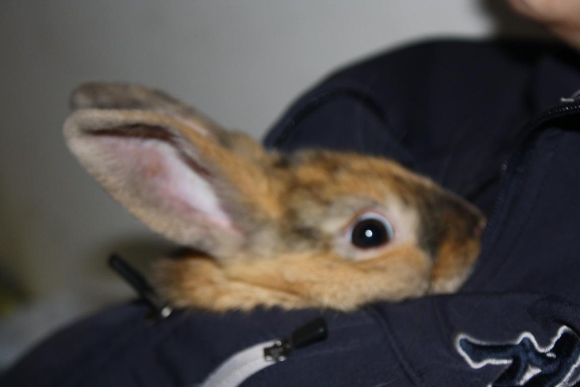 Kanin Stald winther`s Golden Bunny. <3 billede 3