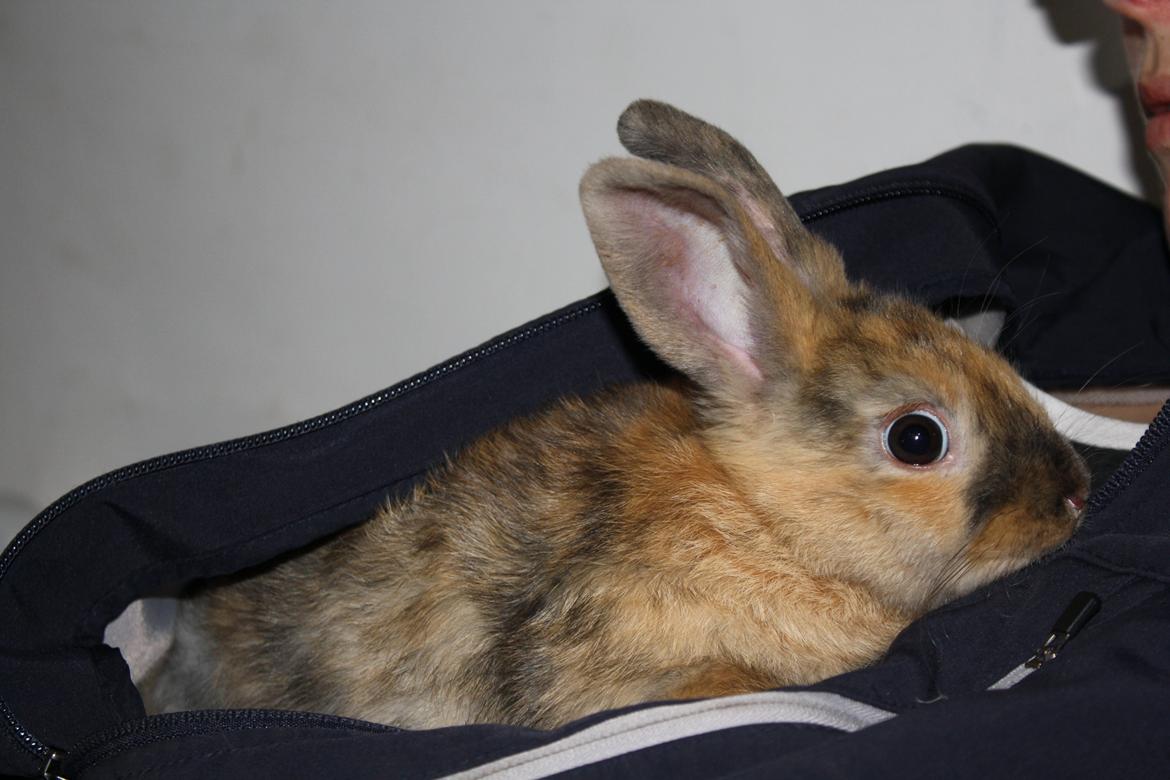 Kanin Stald winther`s Golden Bunny. <3 billede 5