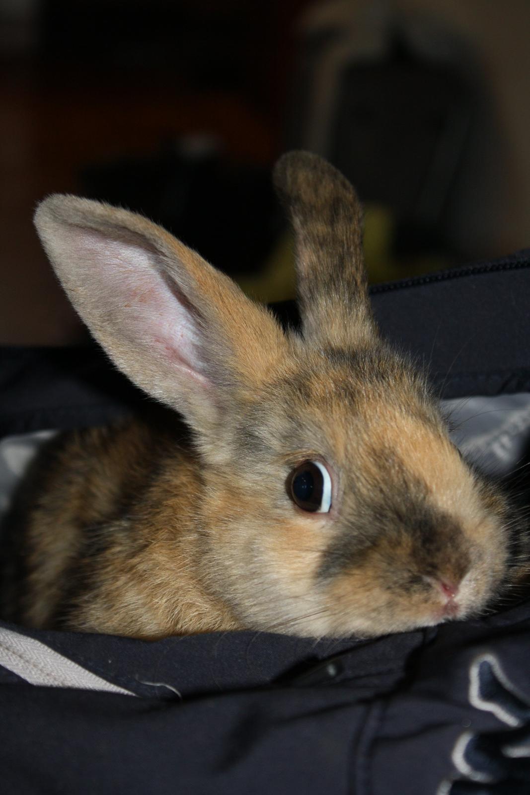 Kanin Stald winther`s Golden Bunny. <3 billede 6