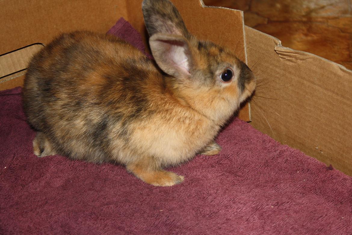 Kanin Stald winther`s Golden Bunny. <3 billede 7