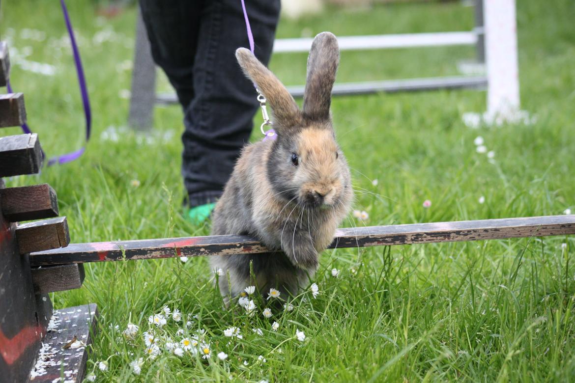 Kanin Zachos Sapia billede 1