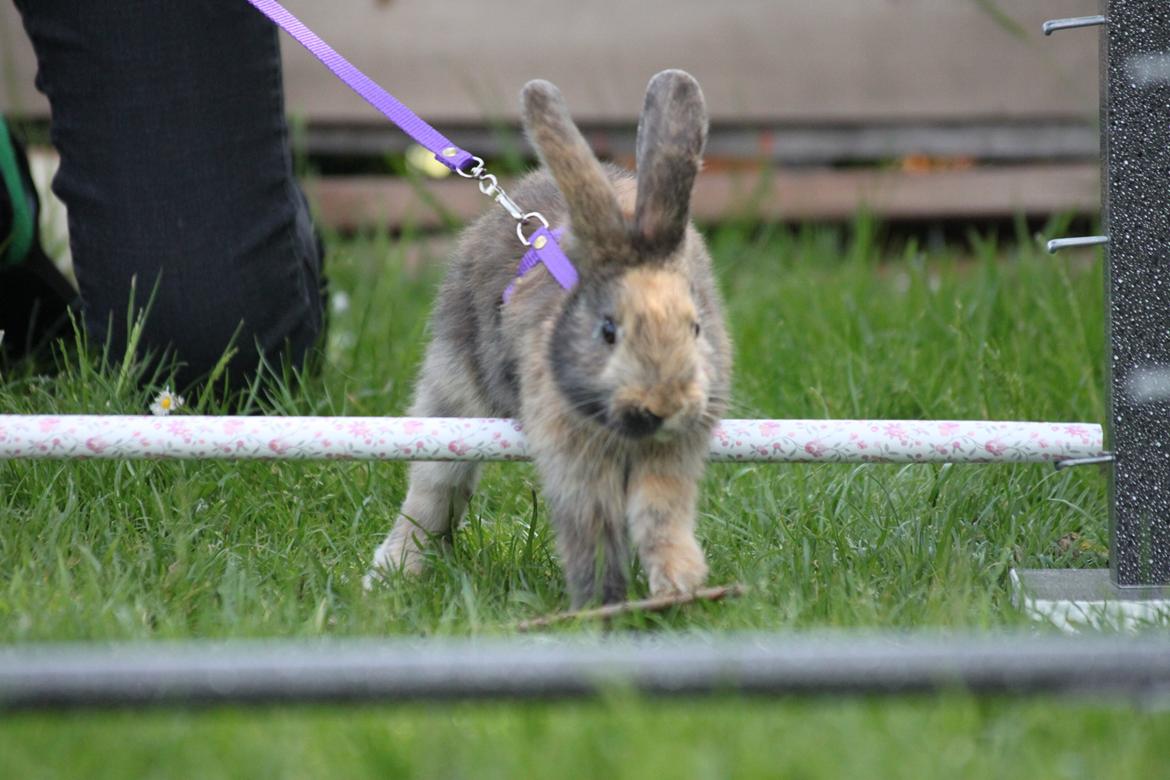 Kanin Zachos Sapia billede 2