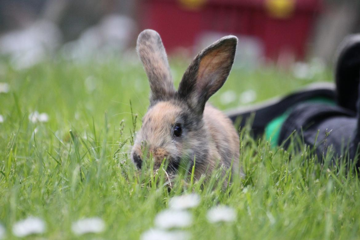 Kanin Zachos Sapia billede 3