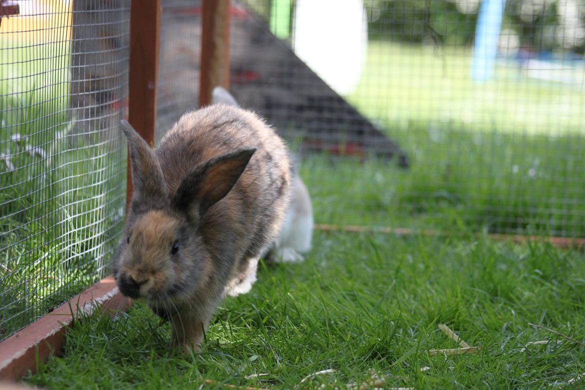 Kanin Zachos Sapia billede 4