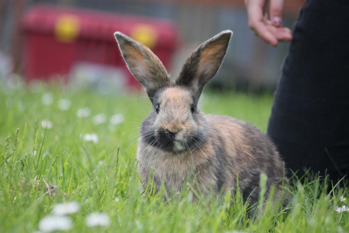 Kanin Zachos Sapia billede 5