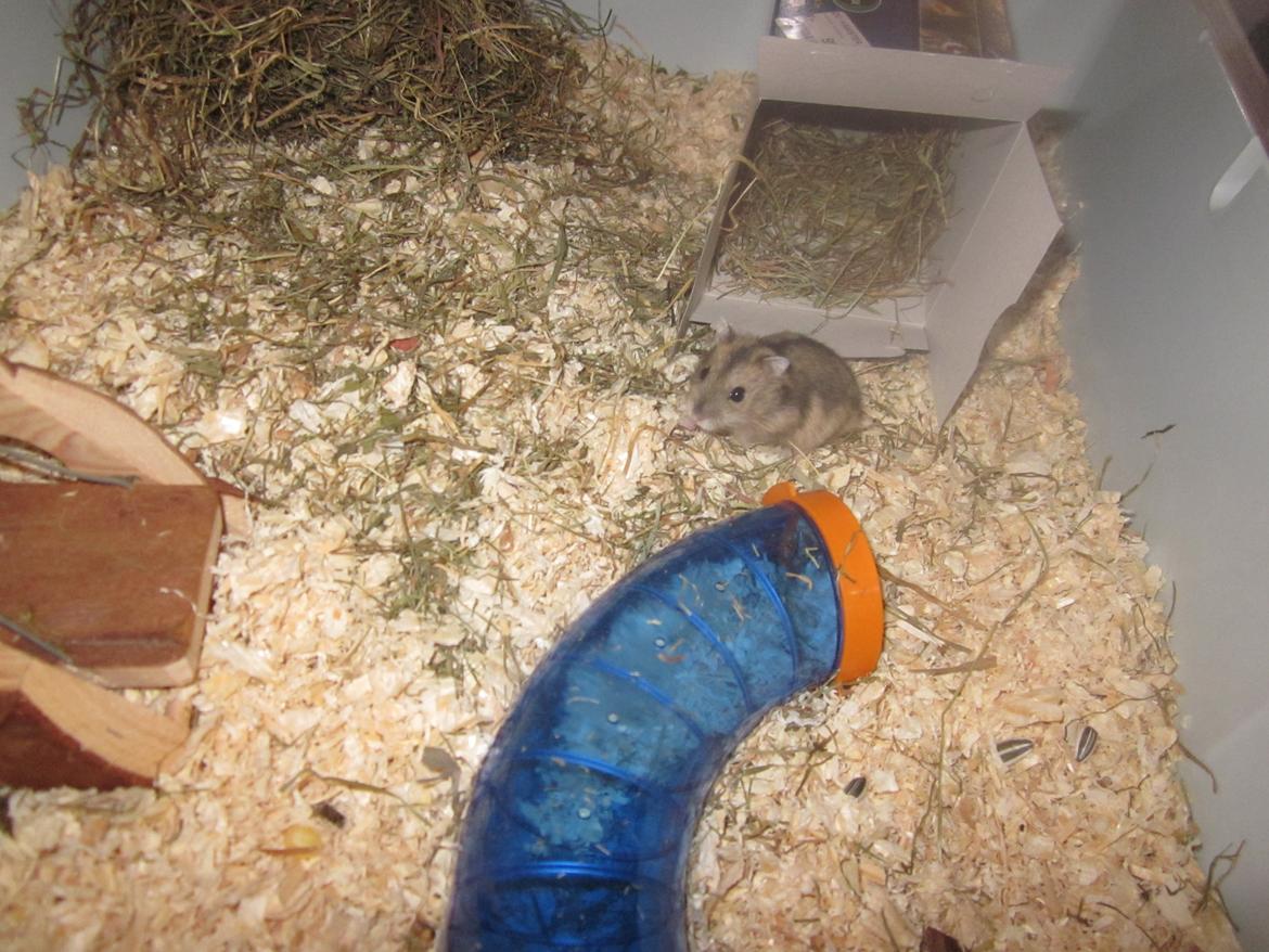 Dværghamster Betteski billede 4